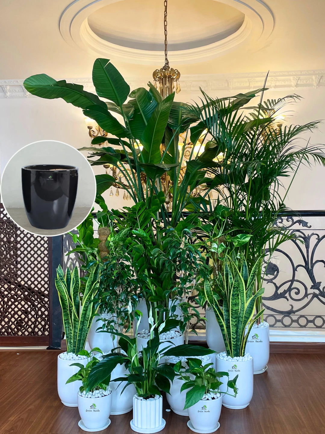 XL Bird of Paradise Executive Combo - 13 Luxe Plants