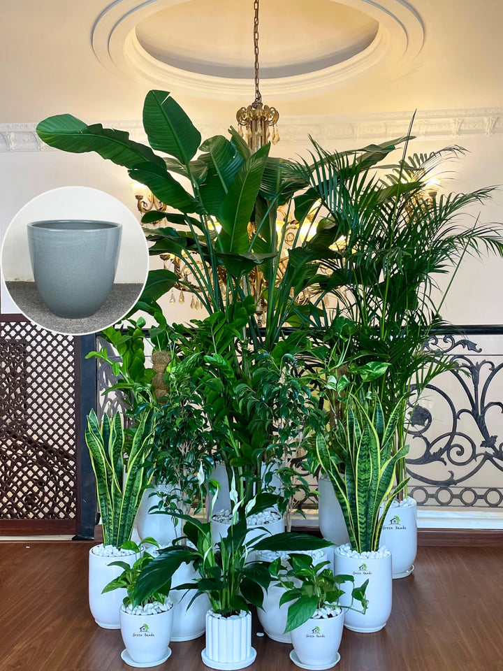 XL Bird of Paradise Executive Combo - 13 Luxe Plants