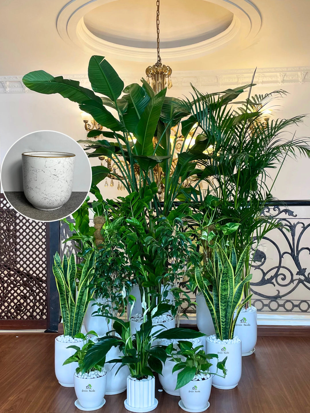 XL Bird of Paradise Executive Combo - 13 Luxe Plants