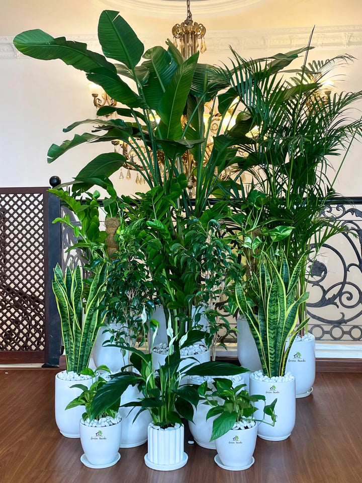 XL Bird of Paradise Executive Combo - 13 Luxe Plants