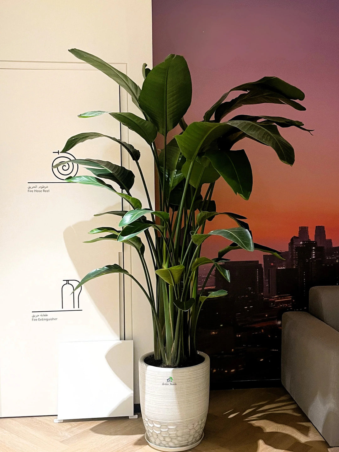 XL-Bird-of-Paradise-or-Strelitzia-in-Grey-Honeycomb-Ceramic-Pot