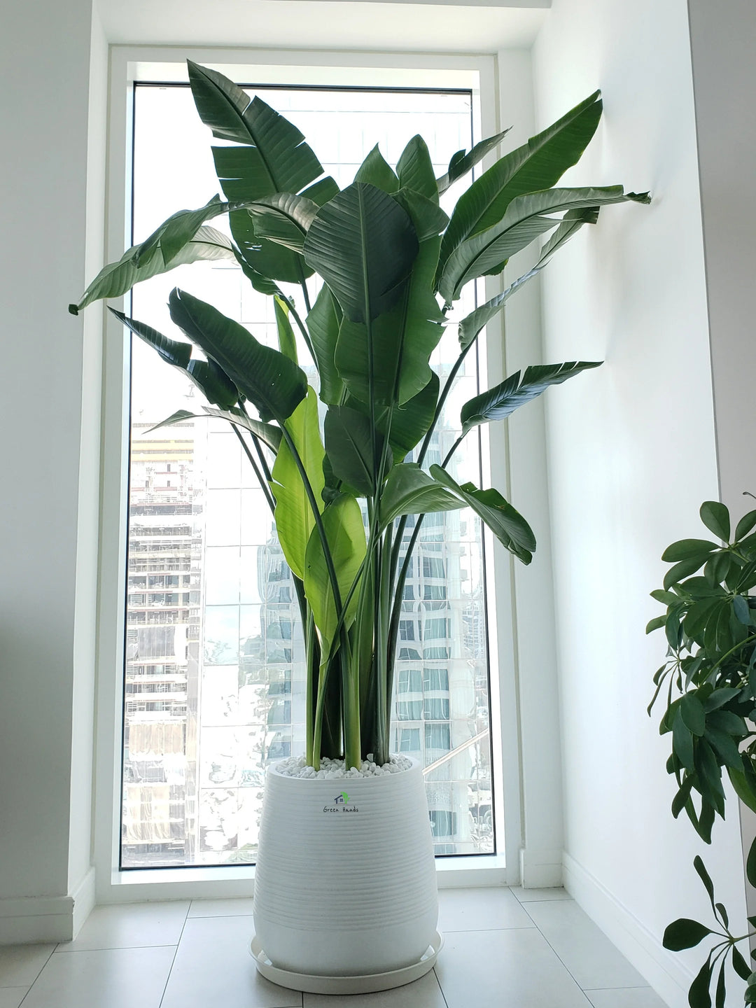 XL-Bird-of-Paradise-or-Strelitzia-in-Premium-White-Fiber-Pot