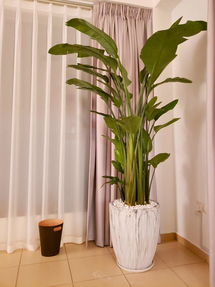 XL-Bird-of-Paradise-or-Strelitzia-in-Wavy-Marble-Grey-Ceramic-Pot