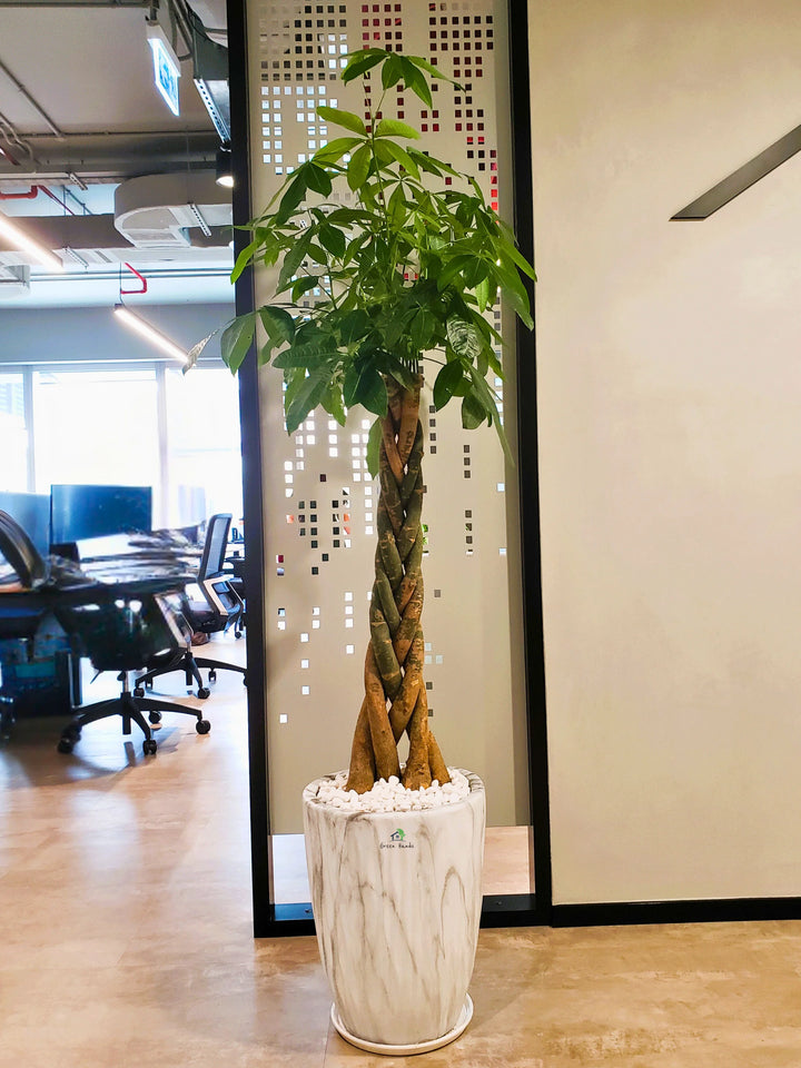 XL Potted Feng Shui Braided Money Tree or Pachira Aquatica: A Symbol of Prosperity