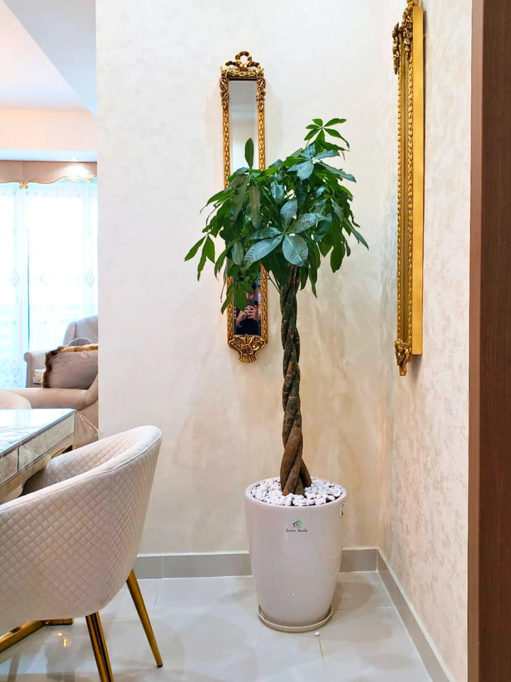 XL Potted Feng Shui Braided Money Tree or Pachira Aquatica: A Symbol of Prosperity