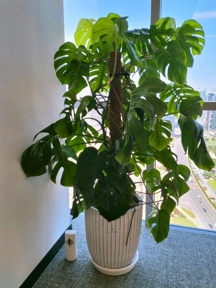 XL-Monstera-in-White-Ceramic-Pot