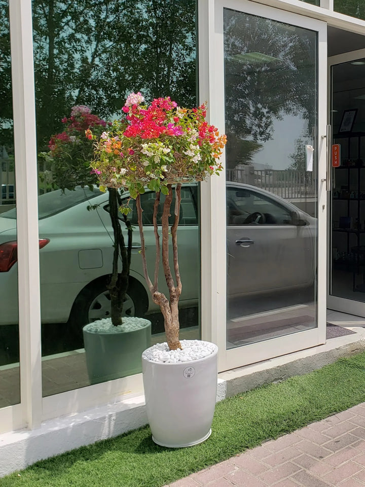 XL-Multi-Colored-Bougainvillea-Grafted-in-White-Ceramic-Pot