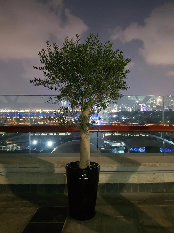 XL-Olive-Tree-in-Black-Ceramic-Pot