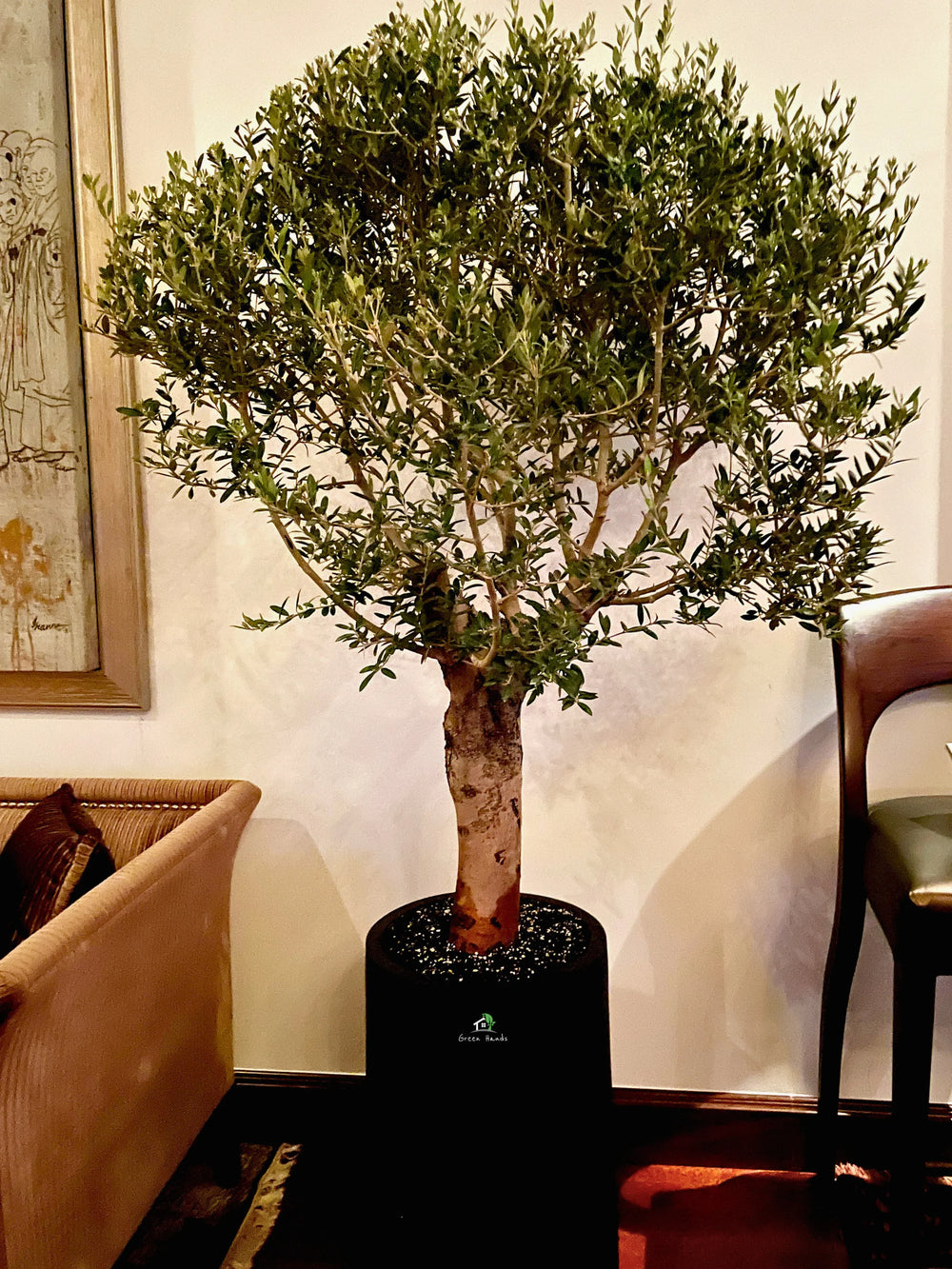 XL-Olive-Tree-in-Black-Fiber-Pot