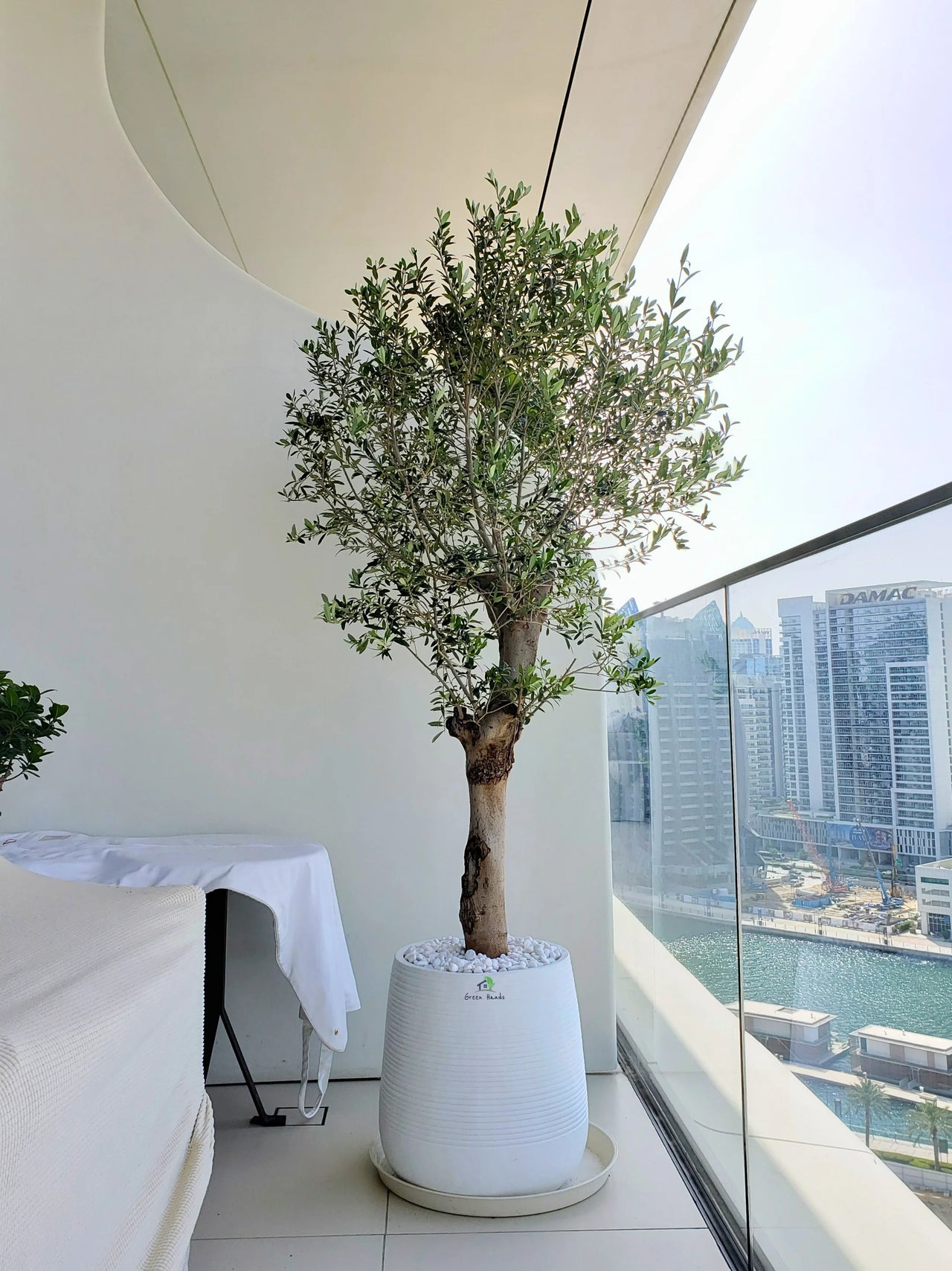 files/XL-Olive-Tree-in-White-Fiber--Pot-2.webp