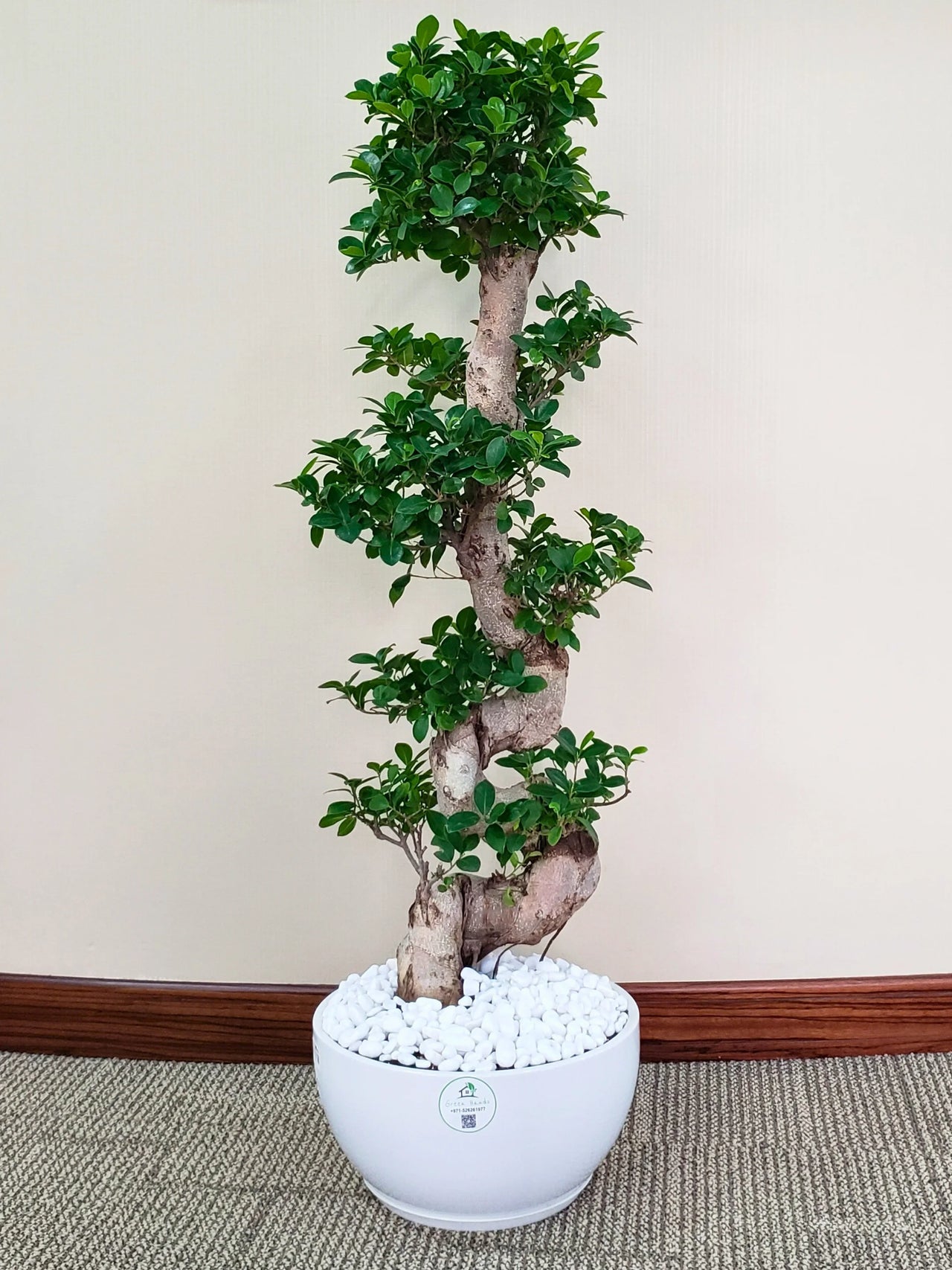 files/XL-S-Shaped-Bonsai-in-Flat-White-Ceramic-Pot.webp