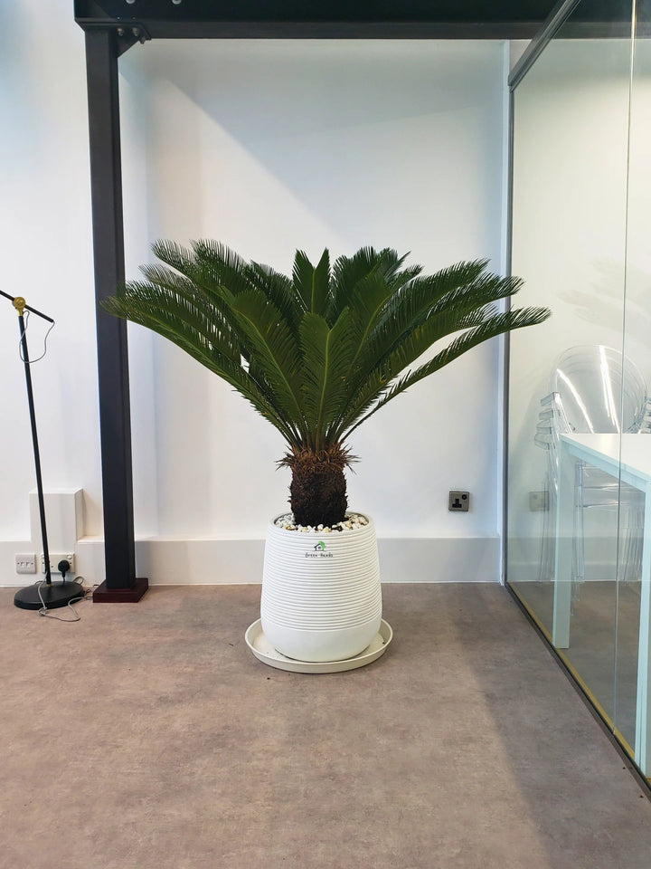 Potted XL Cycas Revoluta Palm or Sago Palm Plant