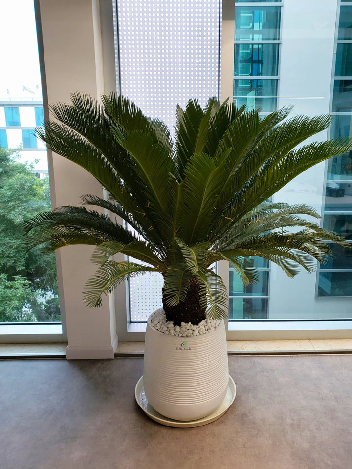 Potted XL Cycas Revoluta Palm or Sago Palm Plant