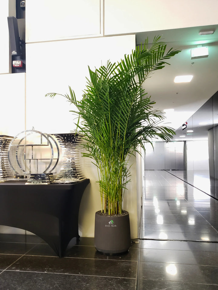 XXL-Areca-Palm-in-Dark-Grey-Fiber-Pot