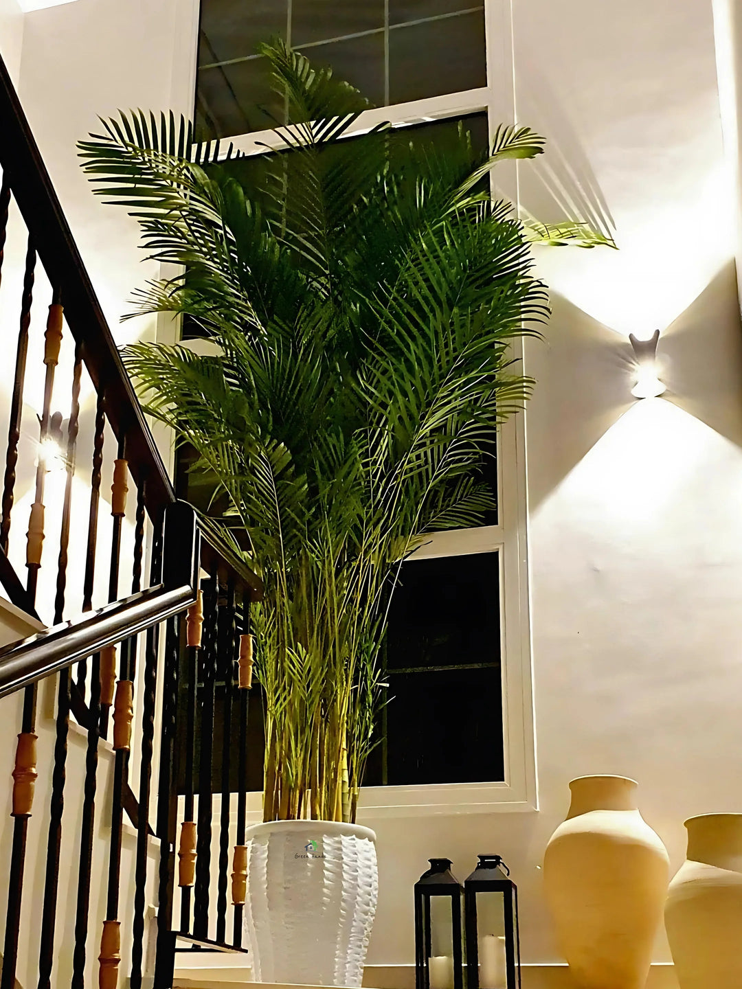 XXL-Areca-Palm-in-Light-Grey-Fiber-Pot