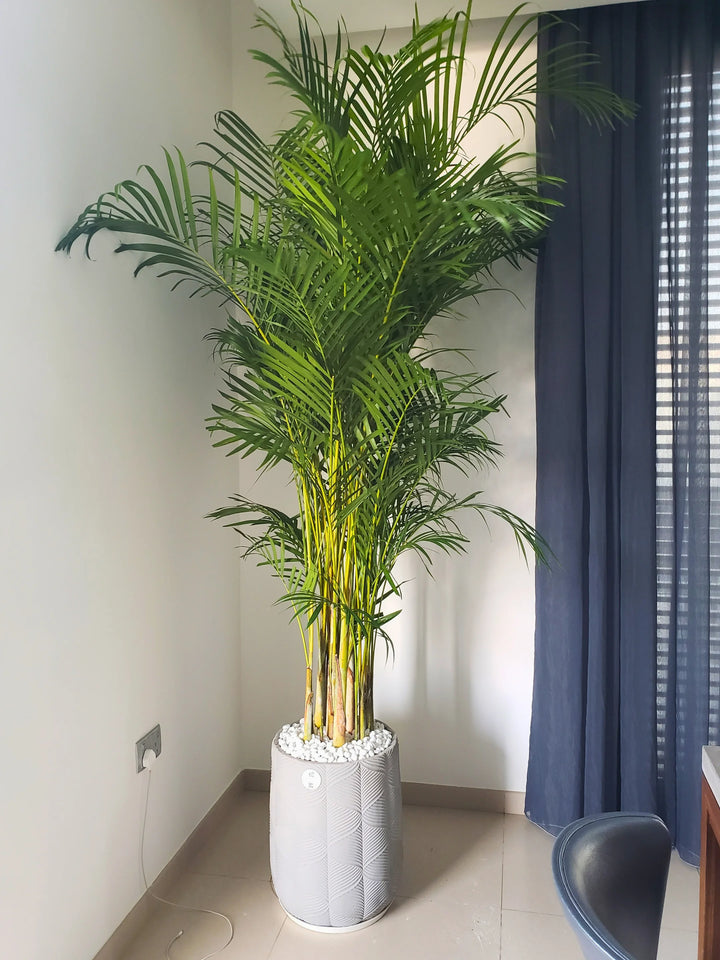 XXL-Areca-Palm-in-Light-Grey-Fiber-Pot_2