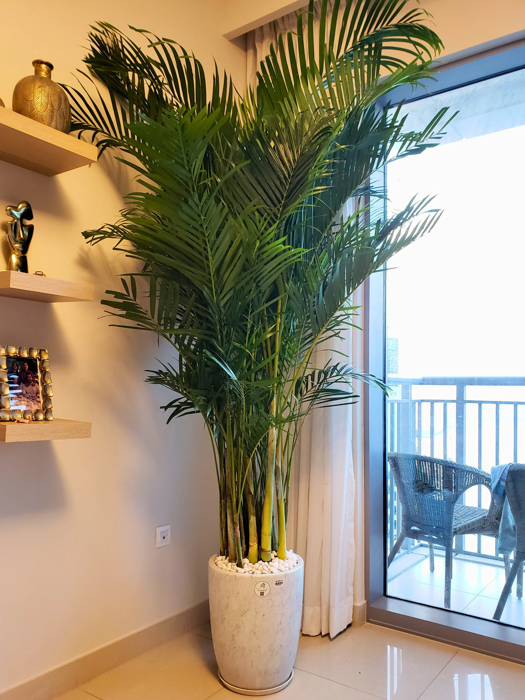 XXL-Areca-Palm-in-Marble-Ceramic-Pot