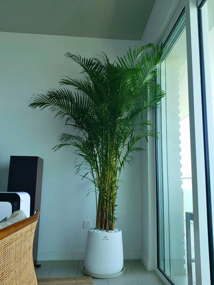 XXL-Areca-Palm-in-Premium-White-Fiber-Pot