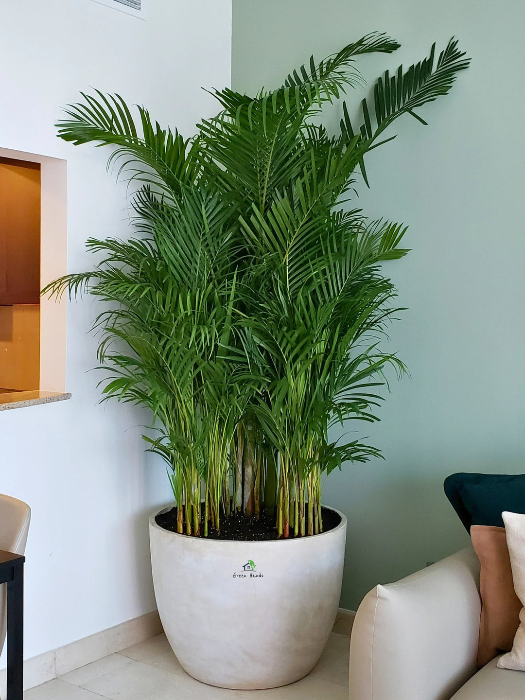 XXXL-Areca-Palm-in-Beige-Fiber-Pot