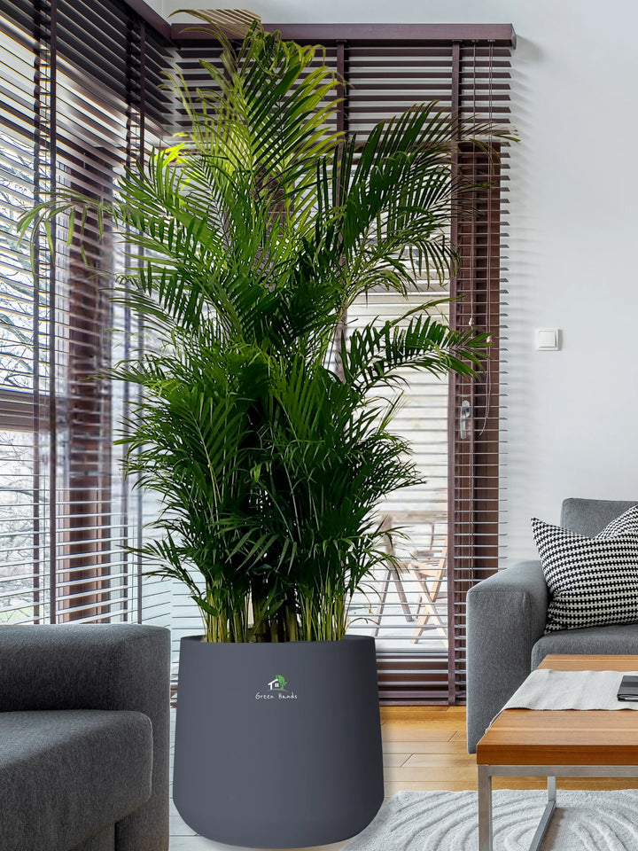 XXXL-Areca-Palm-in-Dark-Grey-Fiber-Pot_1