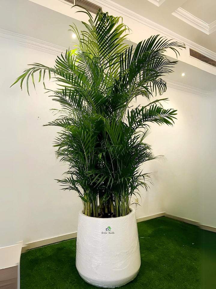 XXXL-Areca-Palm-in-Soft-Beige-Fiber-Pot