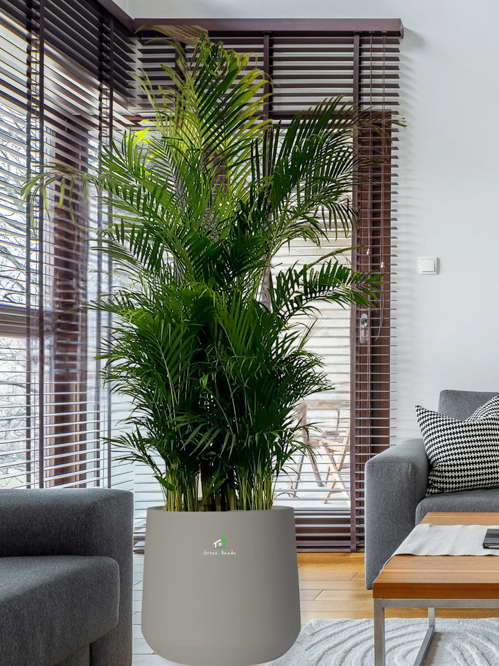 XXXL-Areca-Palm-in-Stone-Grey-Fiber-Pot_1