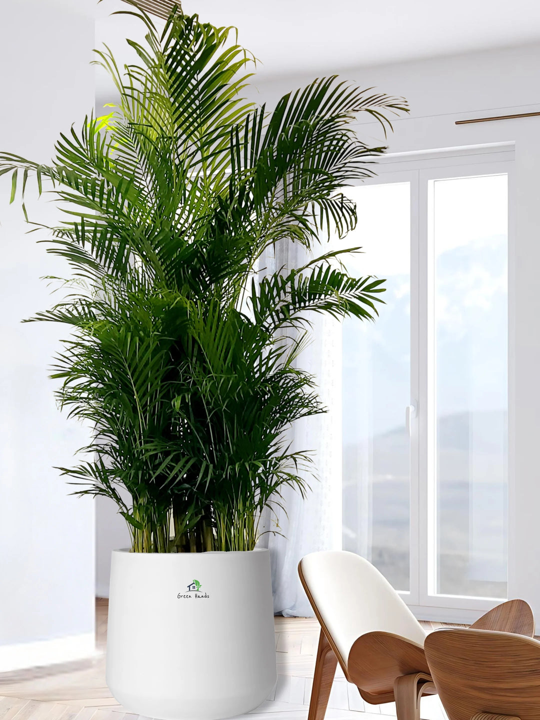 XXXL-Areca-Palm-in-White-Fiber-Pot_1