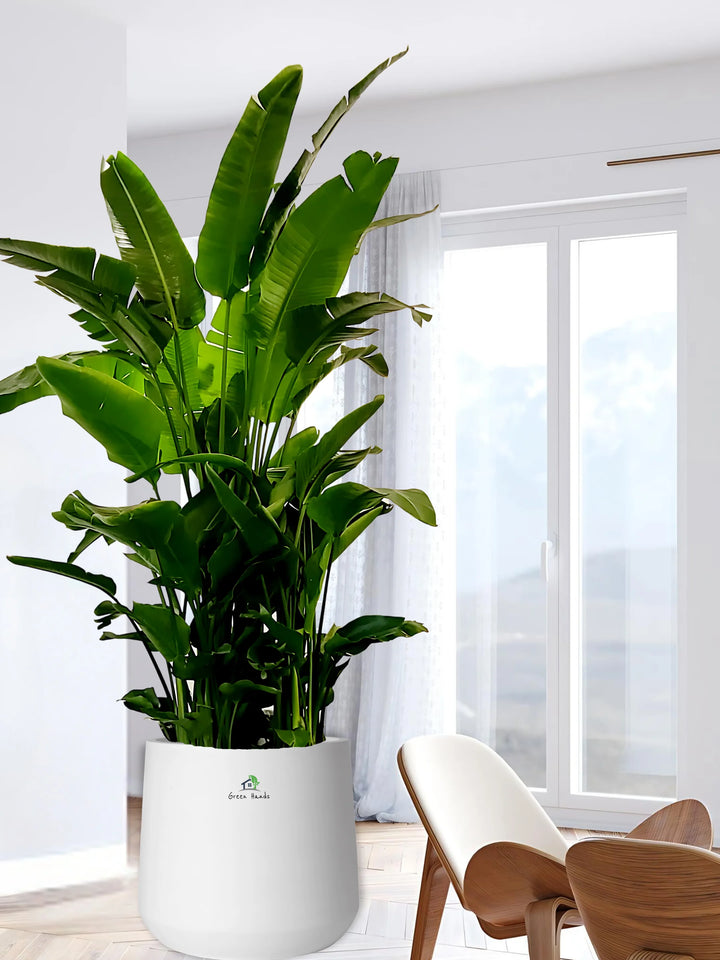 XXXL-Bird-of-Paradise-in-White-Fiber-Pot_1