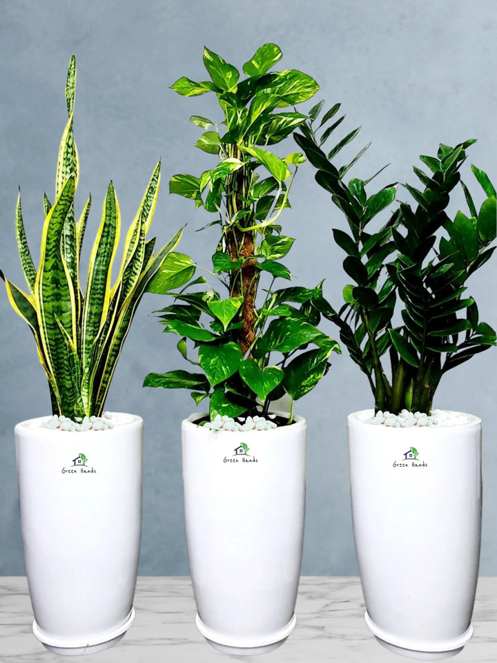 ZZ, Snake, and Money Plants | Low-Light Bundle | Perfect for Air Purification