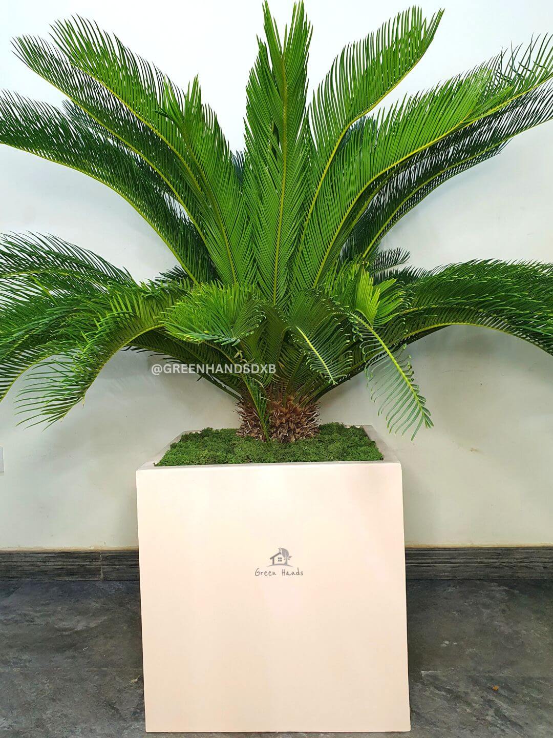 Potted XL Cycus Revoluta Palm or Sago Palm Plant | Designer Collection Cube XL Planted in Beige Pot Sand Finished