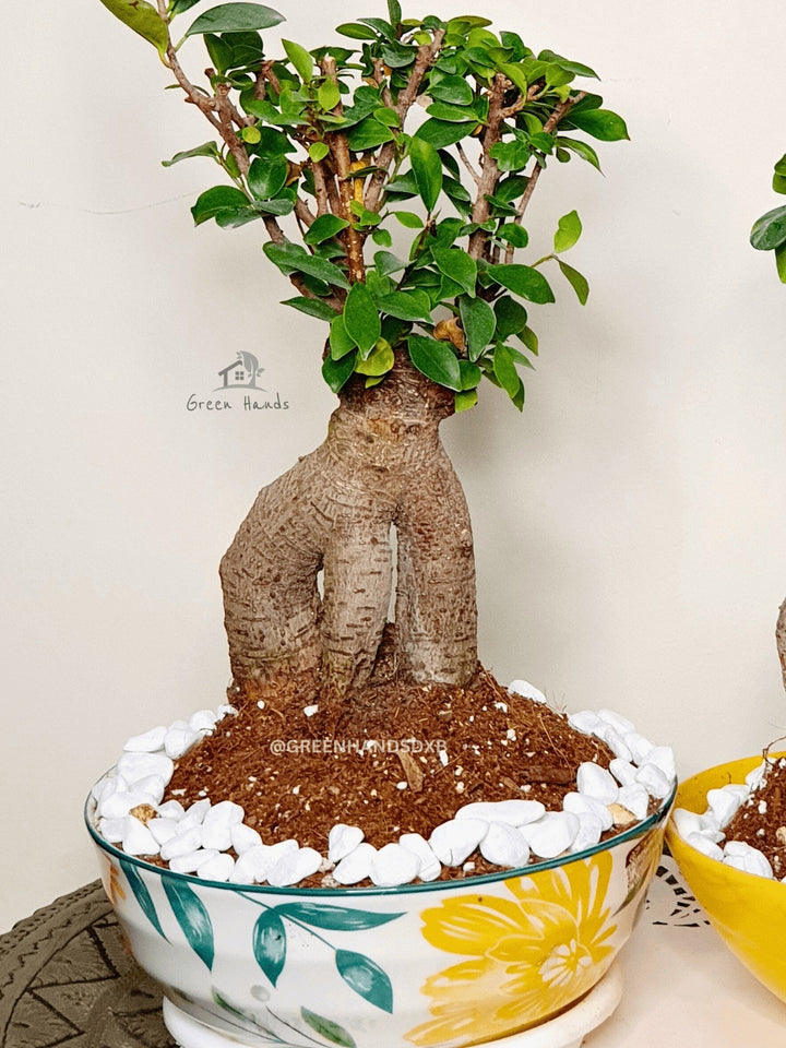 Desktop Potted Indoor Bonsai Tree in a yellow ceramic pot