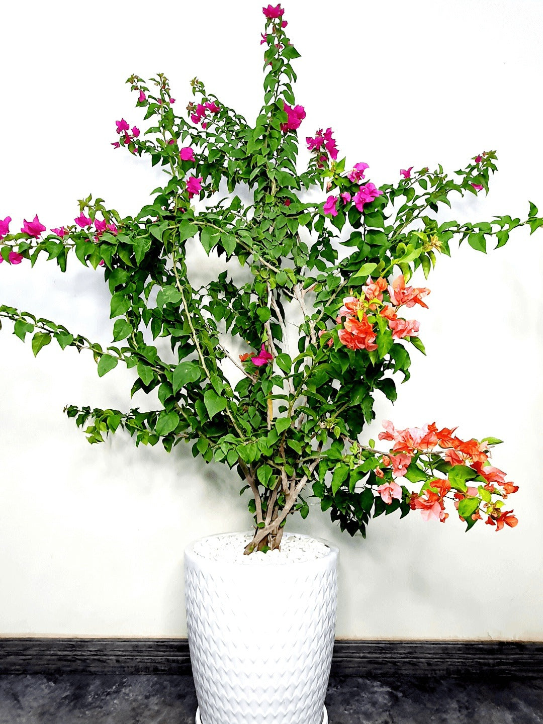 Potted XL Multi Color Bougainvillea Planted in Ceramic Pot