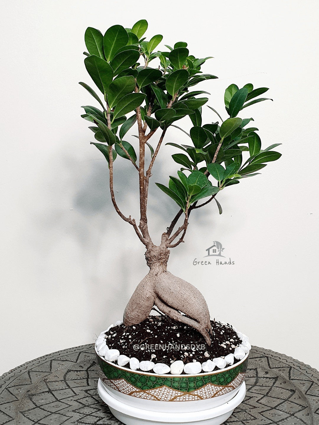 Desktop Potted Indoor Bonsai Tree in a mini green ceramic pot