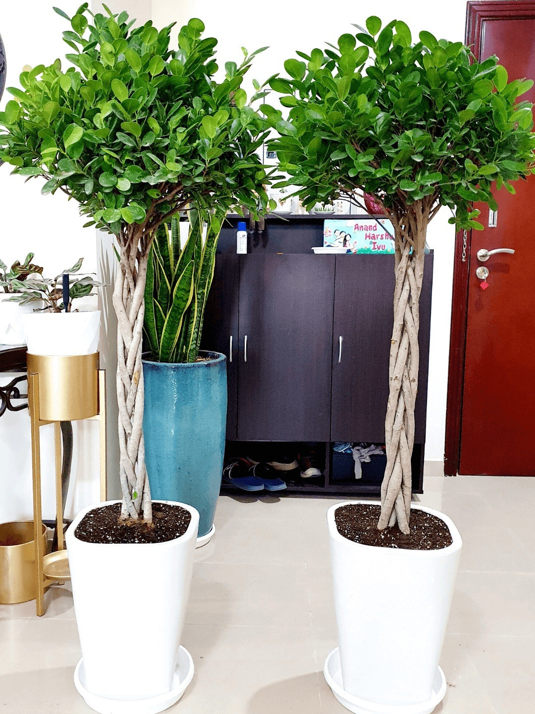 Potted XL Twisted/ Braided Bonsai Tree Planted in White Pot