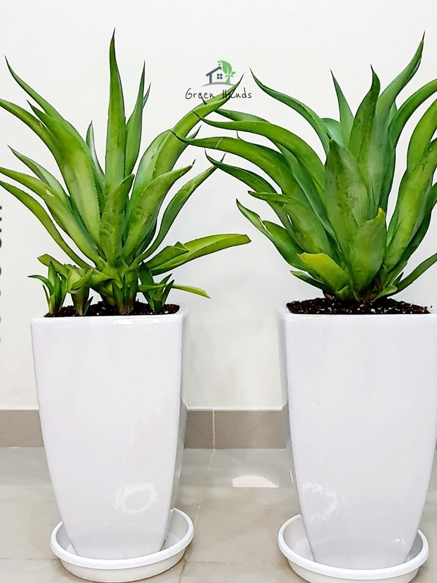 dubai garden center, locally grown mature agave outdoor plants in white ceramic pots green hands