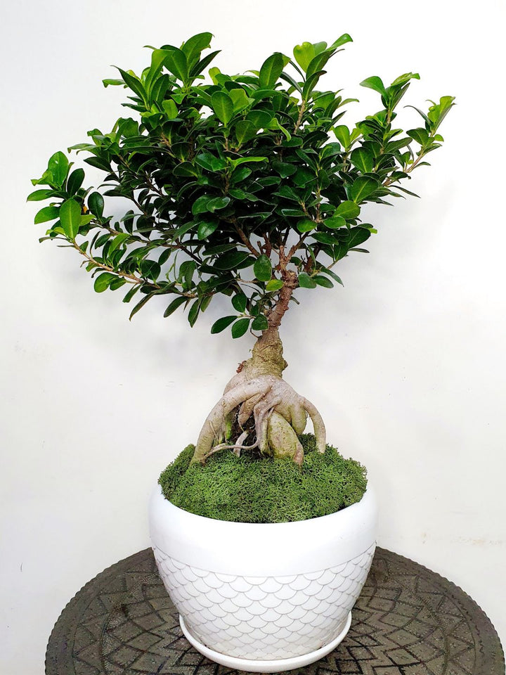 Desktop Potted Indoor big head Bonsai Tree in a white ceramic pot