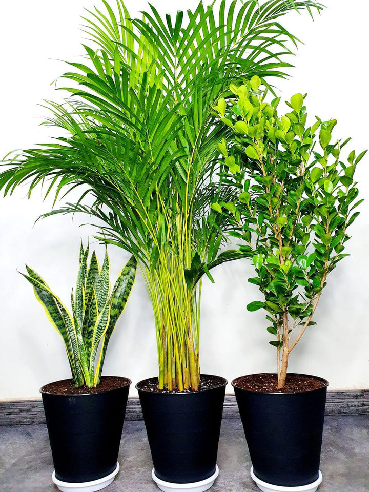 Potted Areca Palm, Snake, Ficus Panda | Unbreakable Pots Bundles Planted in Black Pot