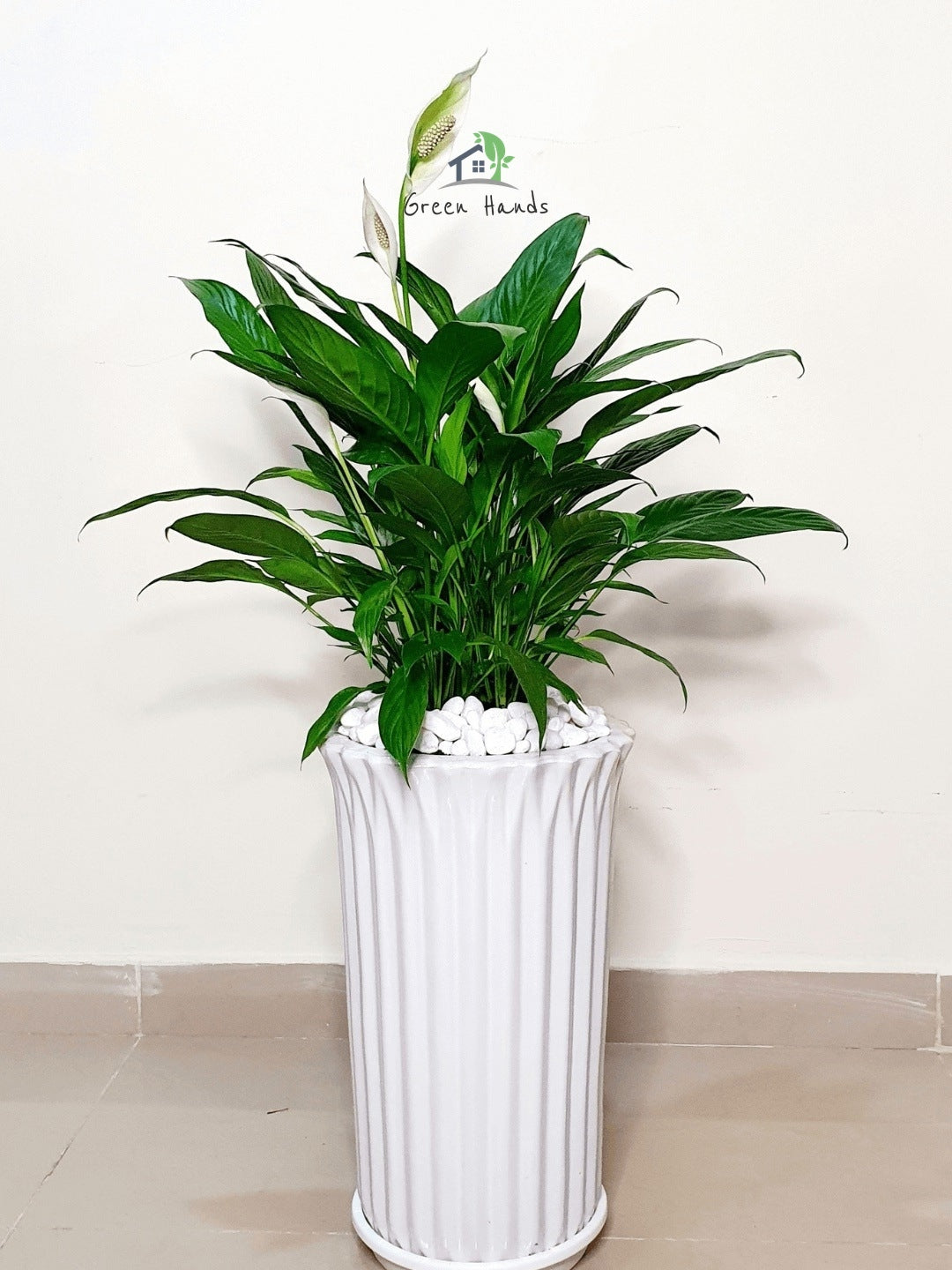 Potted Peace Lily Large, XL Planted in Ceramic - White Pot