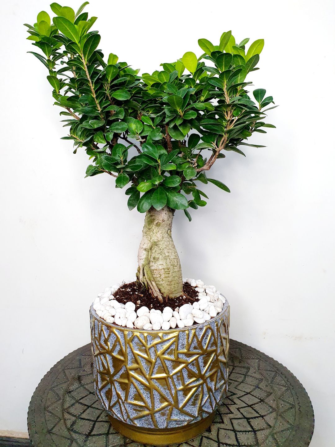 Desktop Potted Indoor big head Bonsai Tree in a grey ceramic pot