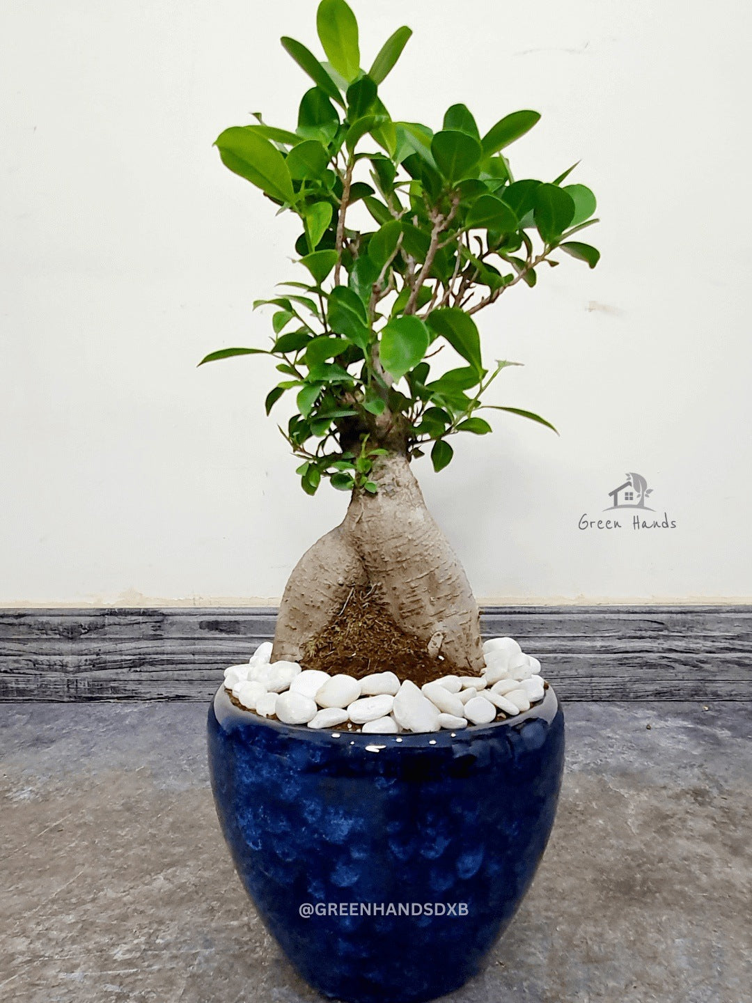 Desktop Potted Indoor Bonsai Tree in a blue ceramic pot