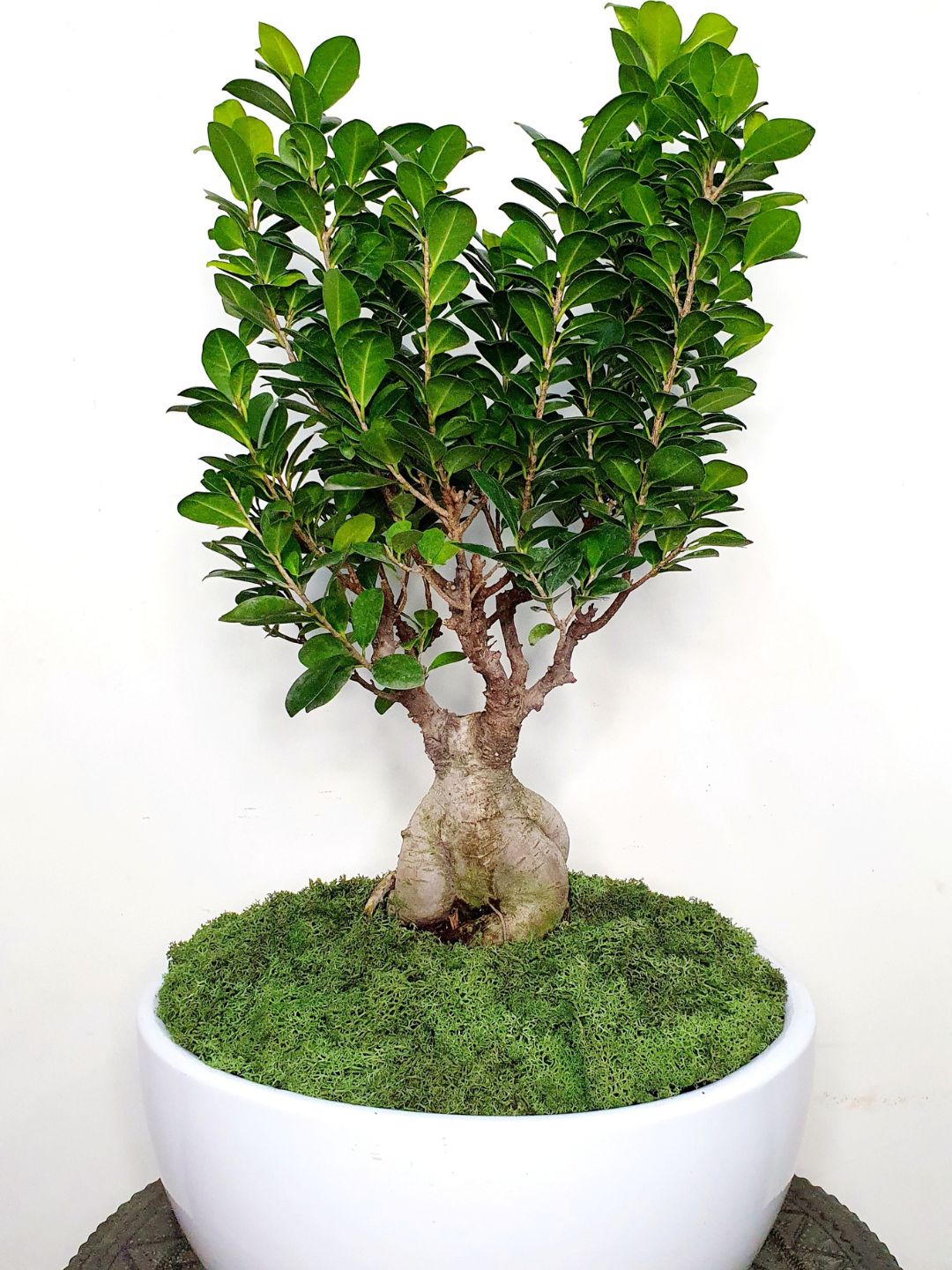 Desktop Potted Indoor big head Bonsai Tree in a white ceramic pot with moss topping