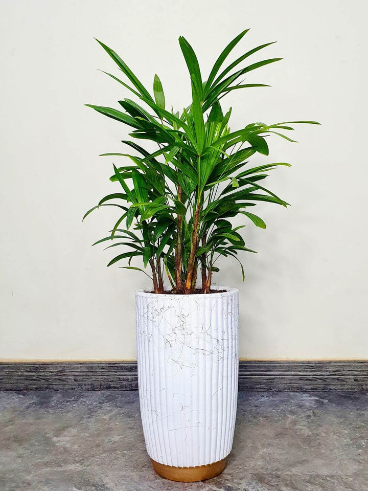 Potted Lady Palm or Rhapis Plant 100-120 cm Planted in Fiber Pot Grey Finished