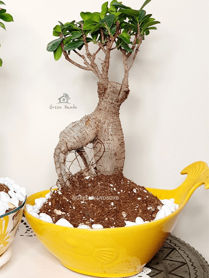 Desktop Potted Indoor Bonsai Tree in a yellow fish ceramic pot