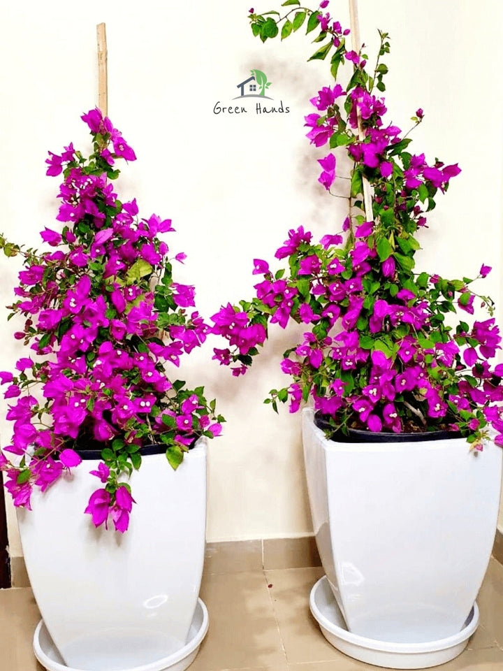 Potted Large Bougainvillea Planted in Ceramic Orange