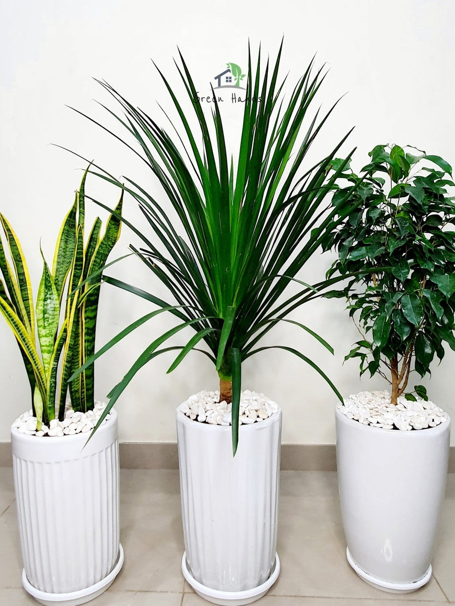 Potted Snake, Dracaena, Ficus Benjamina | Three Plants Bundle