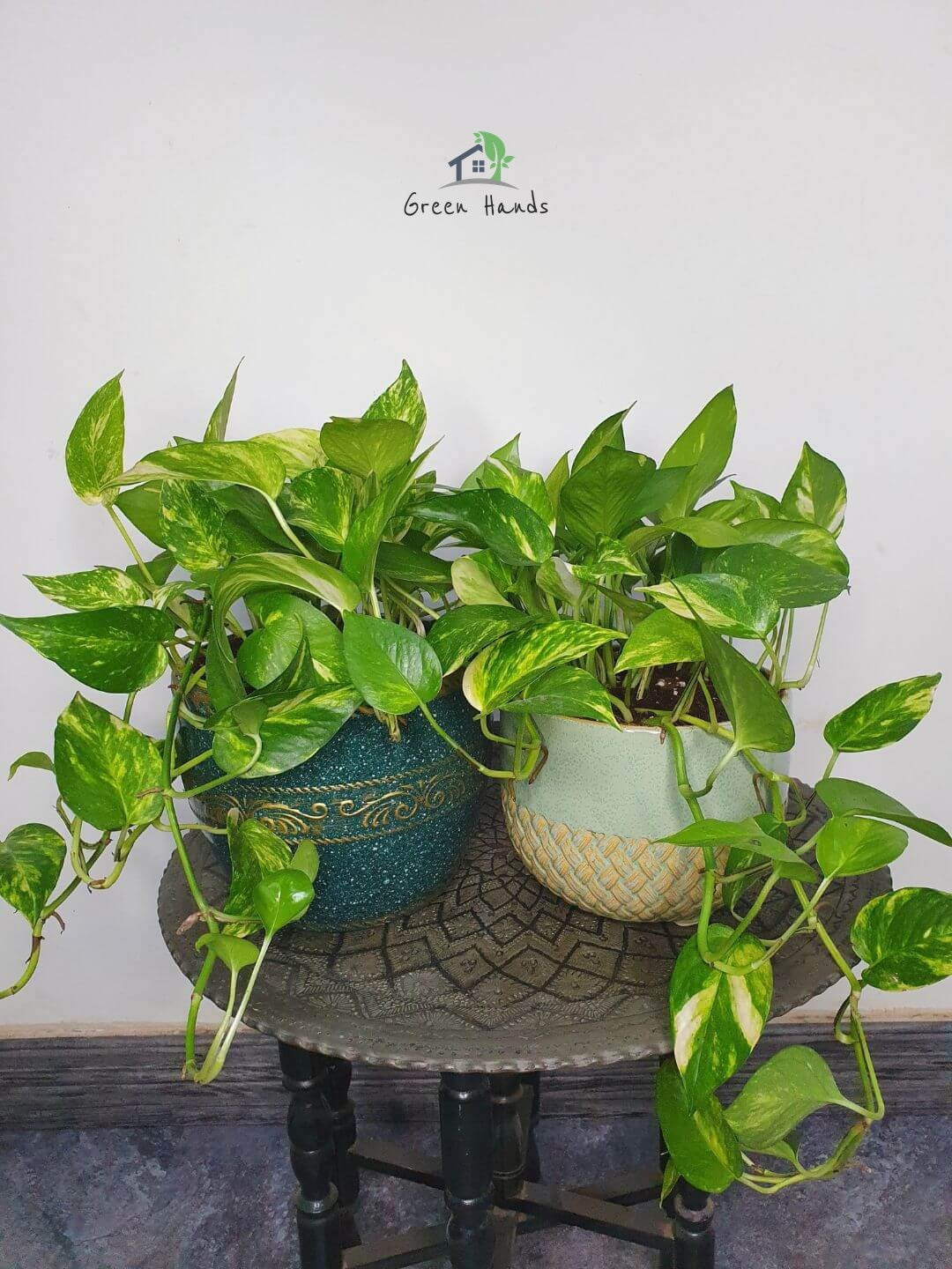 Desktop Money Plant in green ceramic pots perfect for office or home