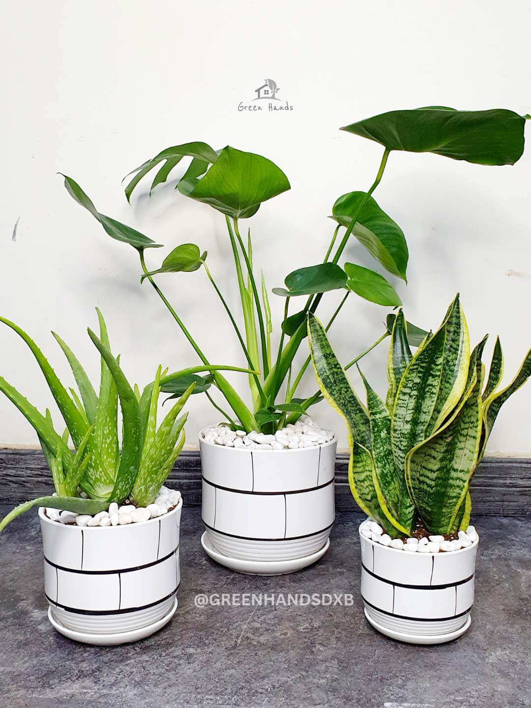 Potted Monstera, Aloe Vera, and Snake Plant Bundle Planted in White Pot