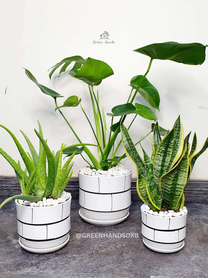 Potted Monstera, Aloe Vera, and Snake Plant Bundle Planted in White Pot