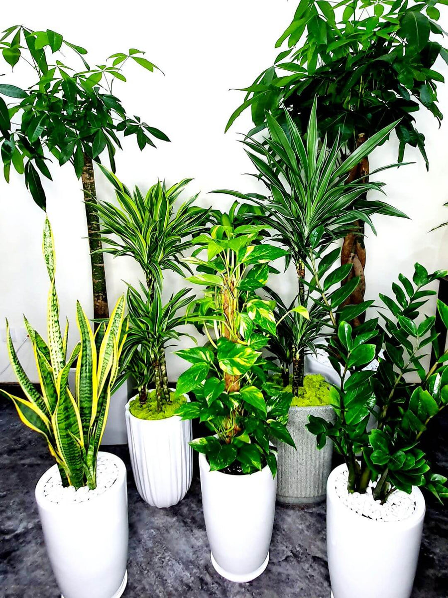 Corporate Office Bundle 8 Premium Plants | Low Light Planted in White Ceramic Pot