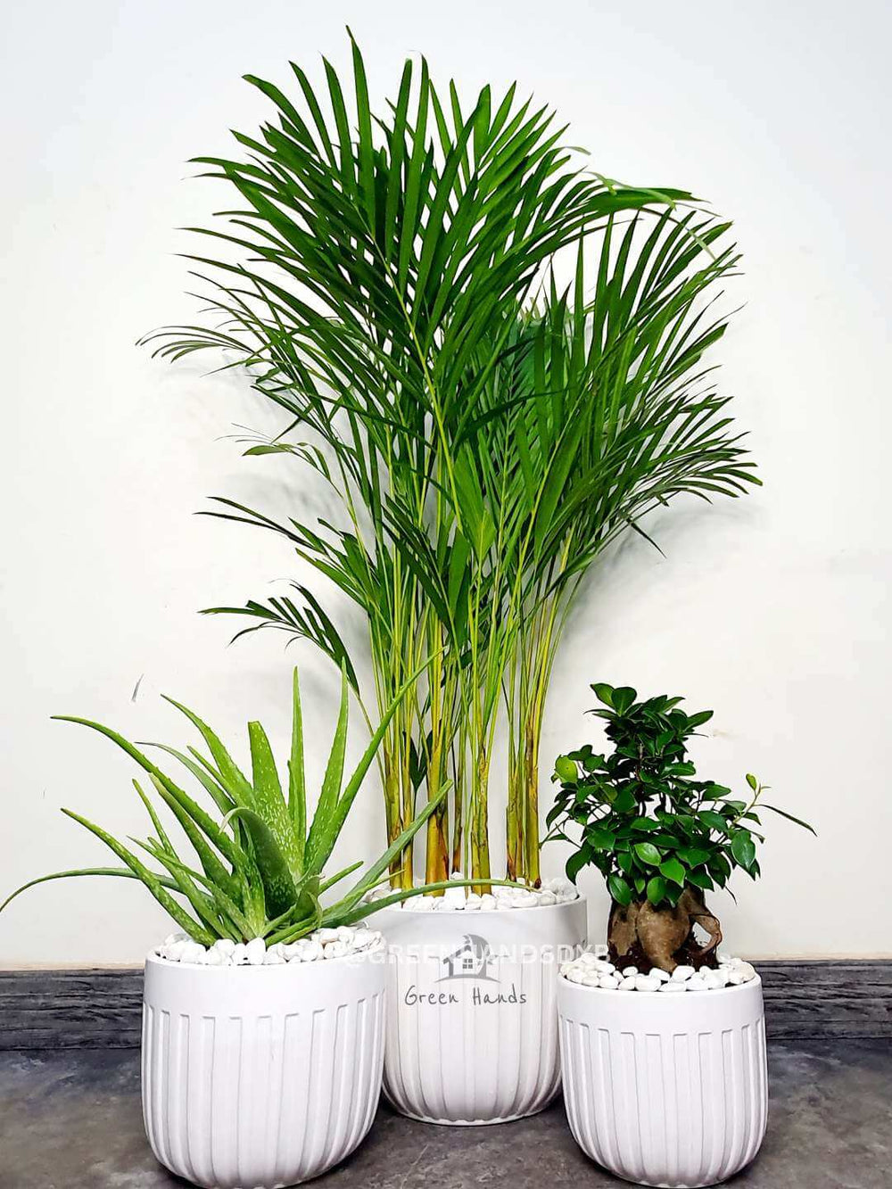 Potted Large Areca Palm, Aloe Vera, and Bonsai Bundle Planted in White Pot